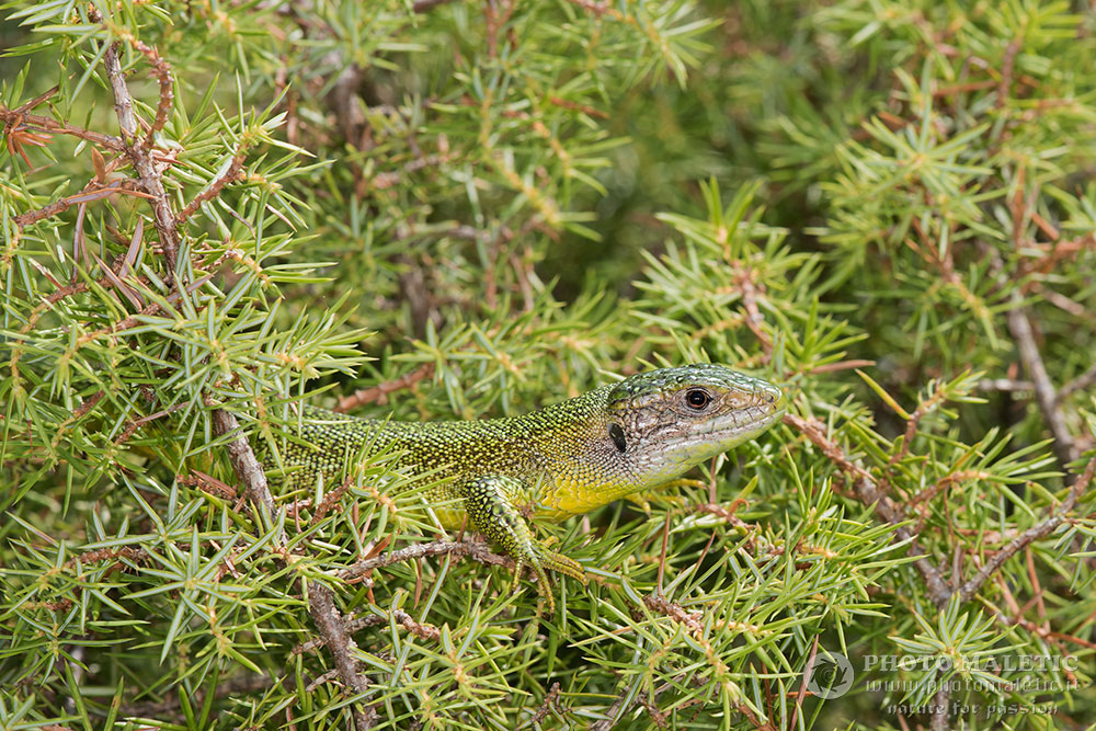 Lacerta bilineata
